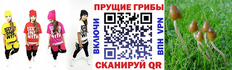 закладки omg tor Галлюциногенные грибы Psilocybe Белая Калитва
